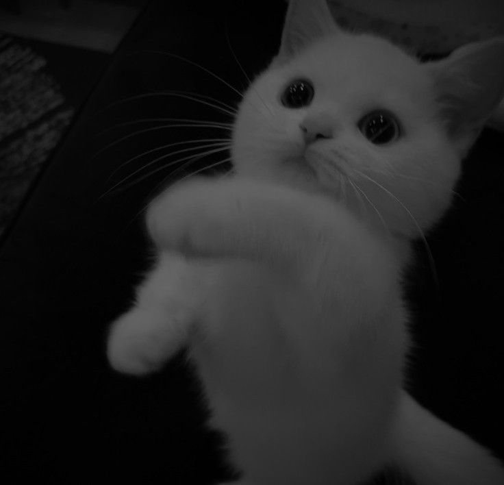 Lawsuit Discord bot logo — white kitten